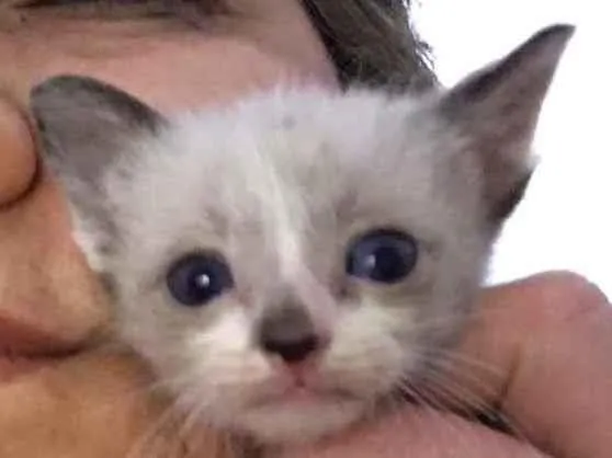 Gato raça Srd idade Abaixo de 2 meses nome Sem nome