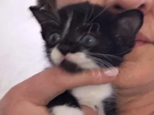 Gato raça Srd idade Abaixo de 2 meses nome Sem nome