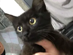 Gato raça Srd idade 2 a 6 meses nome Sem nome