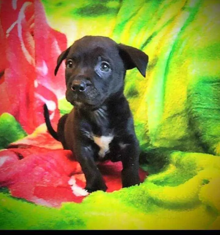 Cachorro ra a SRD idade Abaixo de 2 meses nome Quinzinho