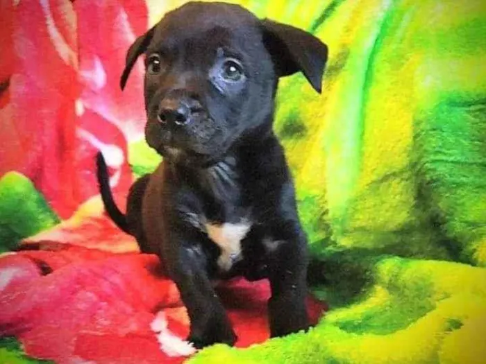 Cachorro ra a SRD idade Abaixo de 2 meses nome Quinzinho