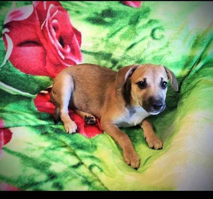 Cachorro ra a SRD idade 2 a 6 meses nome Juju