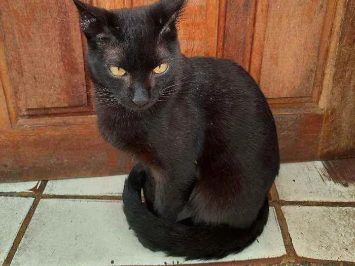 Gato ra a Bombaim  idade 1 ano nome Black