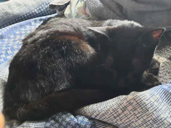 Gato ra a Bombaim  idade 1 ano nome Black