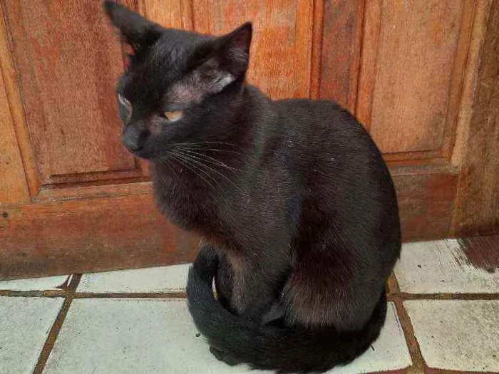 Gato ra a Bombaim  idade 1 ano nome Black