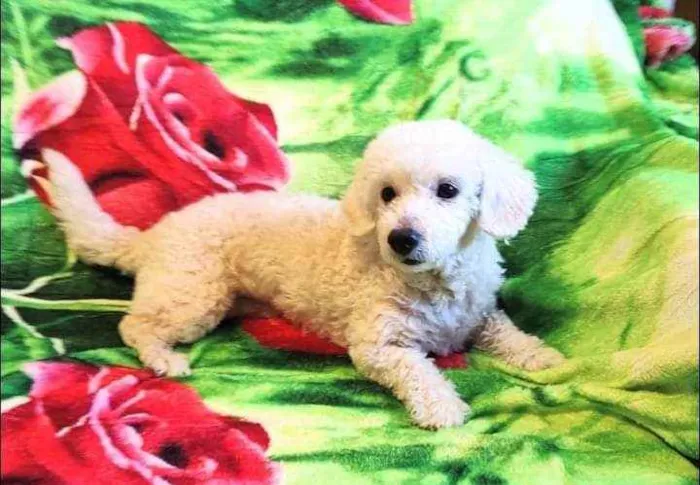 Cachorro ra a Poodle idade 5 anos nome Joly