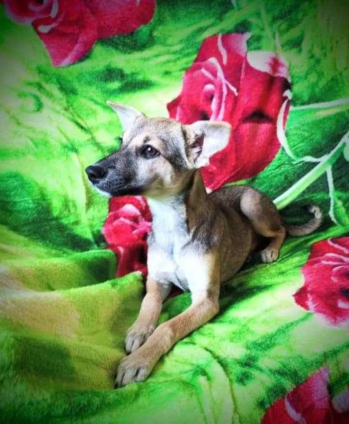 Cachorro ra a SRD idade 2 a 6 meses nome Juma
