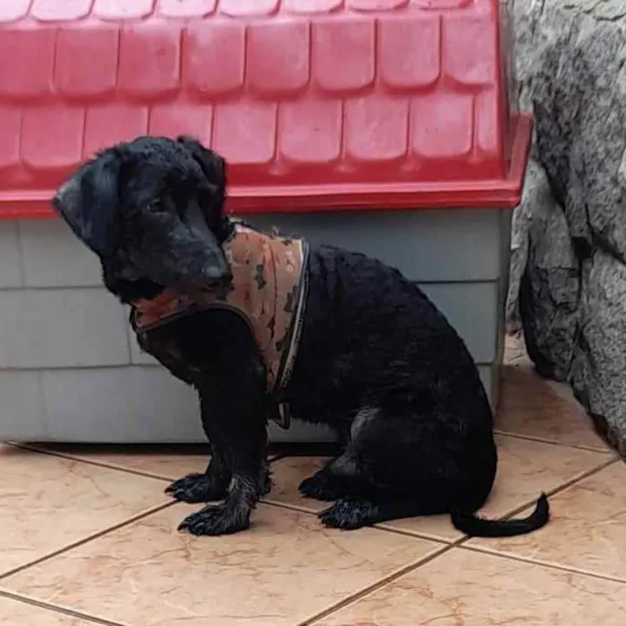 Cachorro raça SRD idade 1 ano nome Neguinho