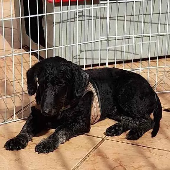 Cachorro raça SRD idade 1 ano nome Neguinho