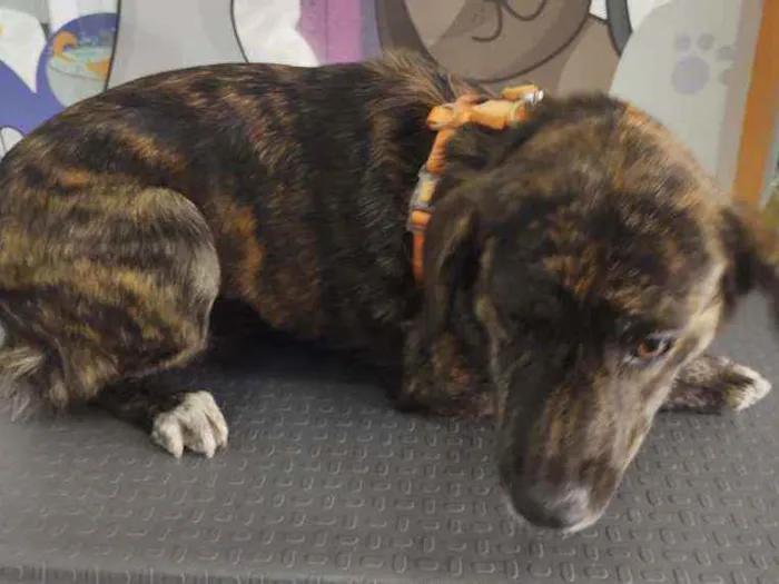 Cachorro raça SRD idade 1 ano nome Leona