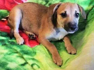 Cachorro raça SRD idade 2 a 6 meses nome Juju