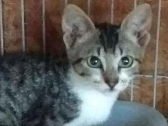 Gato ra a srd idade 2 a 6 meses nome Adoção Zona Sul Rio