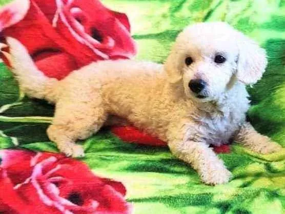 Cachorro ra a Poodle idade 5 anos nome Joly