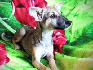 Cachorro raça SRD idade 2 a 6 meses nome Juma