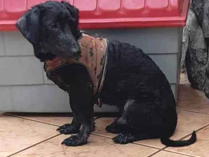 Cachorro raça SRD idade 1 ano nome Neguinho