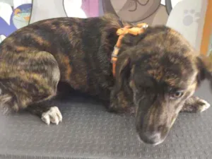 Cachorro raça SRD idade 1 ano nome Leona