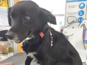 Cachorro raça SRD idade 1 ano nome Lea