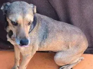 Cachorro raça SRD idade 7 a 11 meses nome Princesa 