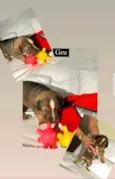 Cachorro raça Srd idade Abaixo de 2 meses nome Gru