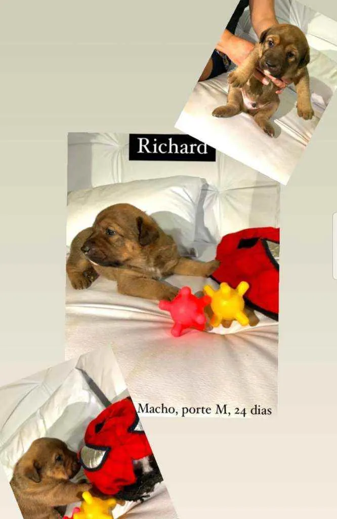 Cachorro raça Srd idade Abaixo de 2 meses nome Richard 