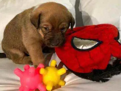 Cachorro raça Srd idade Abaixo de 2 meses nome Piggy