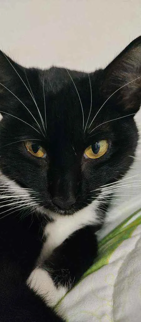 Gato raça Srd idade 1 ano nome Sofi