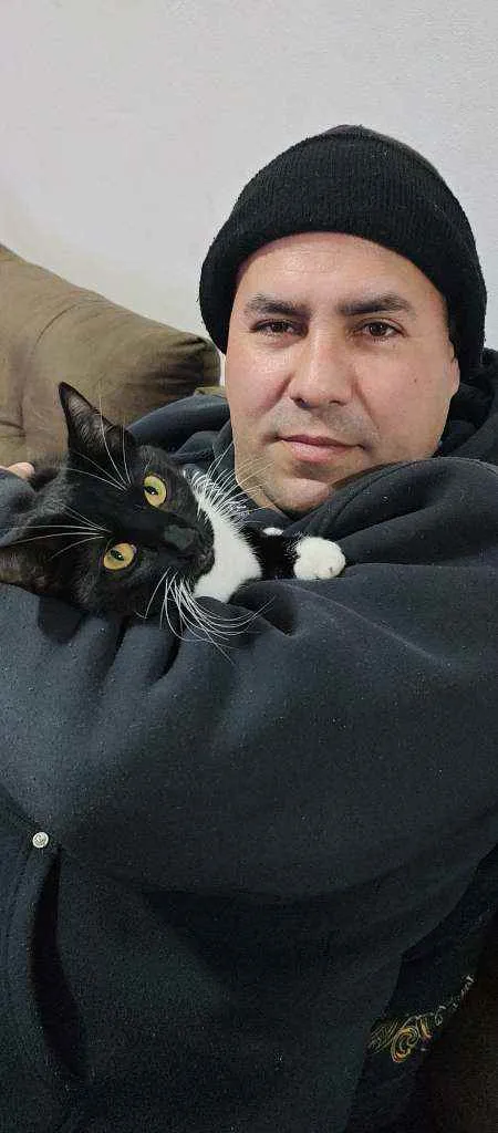 Gato raça Srd idade 1 ano nome Sofi