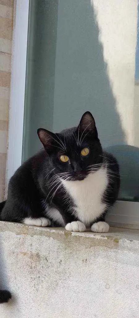 Gato raça Srd idade 1 ano nome Sofi