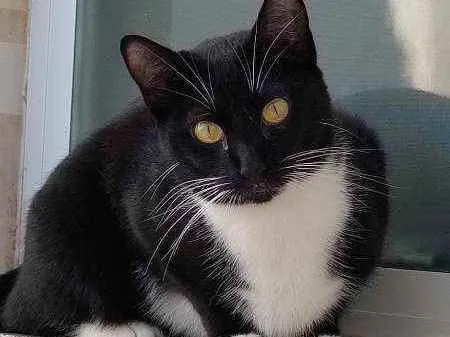 Gato raça Srd idade 1 ano nome Sofi