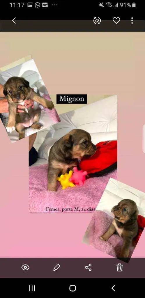 Cachorro raça Srd idade Abaixo de 2 meses nome Mignom