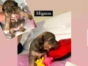 Cachorro raça Srd idade Abaixo de 2 meses nome Mignom