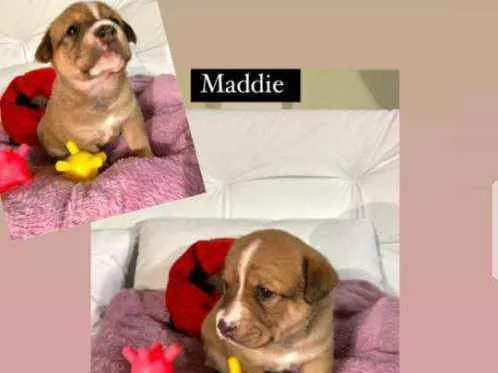 Cachorro raça Srd idade Abaixo de 2 meses nome Maddie 