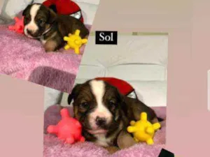 Cachorro raça Srd idade Abaixo de 2 meses nome Sol
