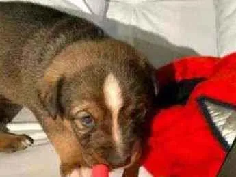 Cachorro raça Srd idade Abaixo de 2 meses nome Gru