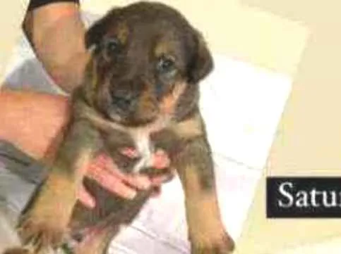 Cachorro raça Srd idade Abaixo de 2 meses nome Saturno