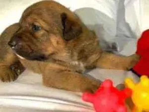 Cachorro raça Srd idade Abaixo de 2 meses nome Richard 