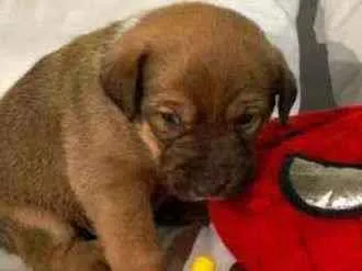 Cachorro raça Srd idade Abaixo de 2 meses nome Piggy