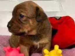 Cachorro raça Srd idade Abaixo de 2 meses nome Pizza