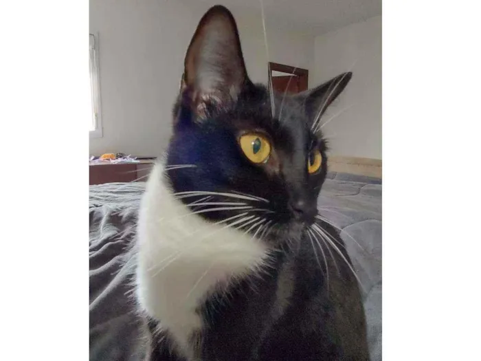 Gato raça Srd idade 1 ano nome Sofi
