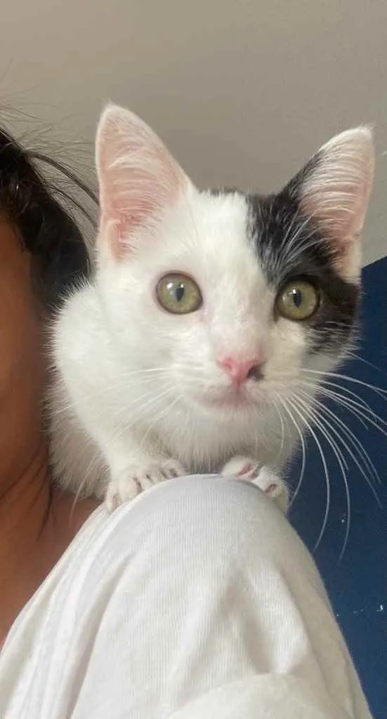 Gato ra a Sem raca idade 2 a 6 meses nome Sol