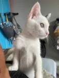 Sol