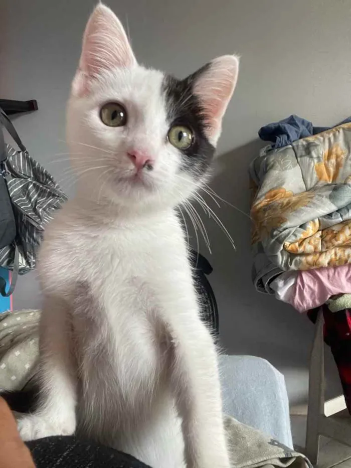 Gato ra a Sem raca idade 2 a 6 meses nome Sol