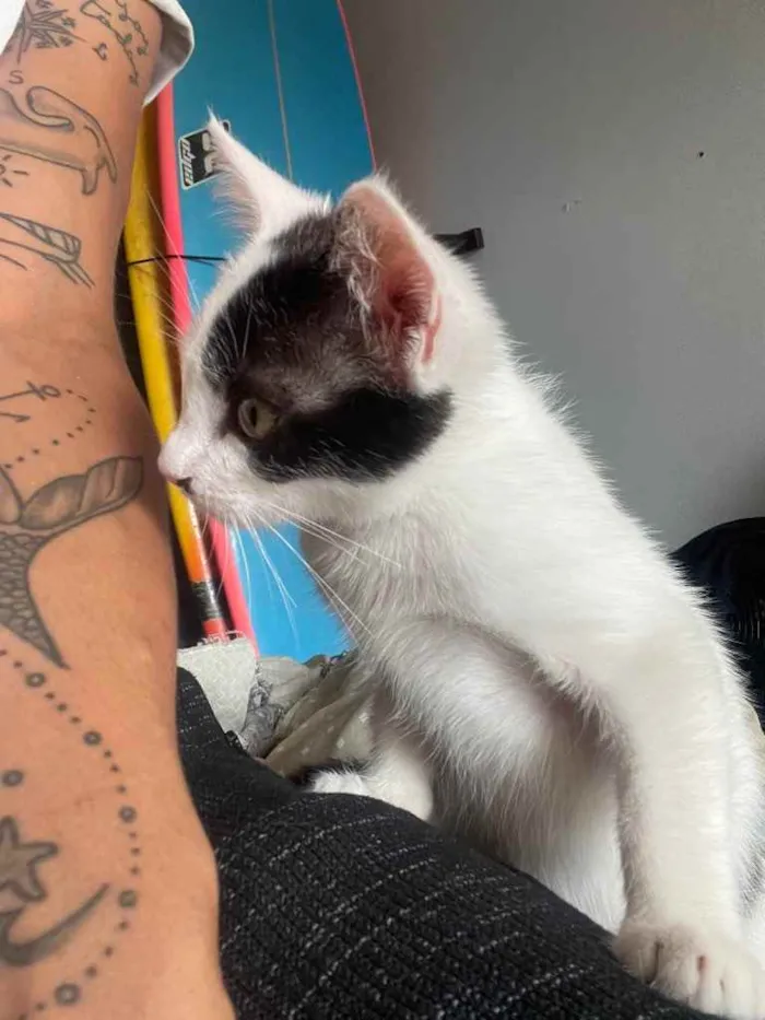 Gato ra a Sem raca idade 2 a 6 meses nome Sol