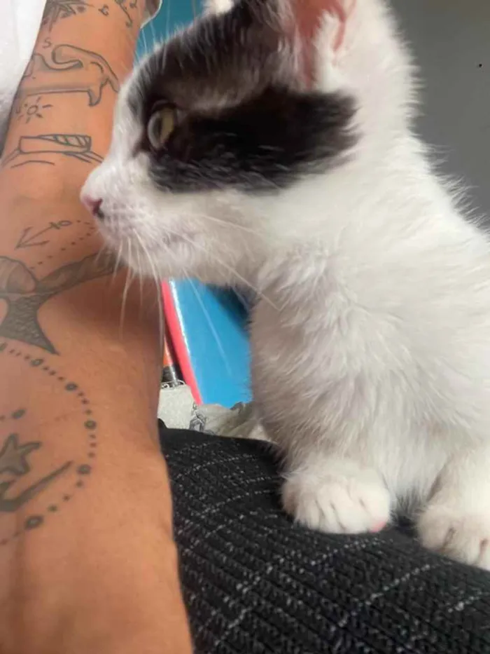 Gato ra a Sem raca idade 2 a 6 meses nome Sol
