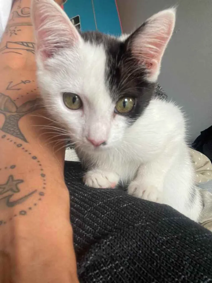 Gato ra a Sem raca idade 2 a 6 meses nome Sol