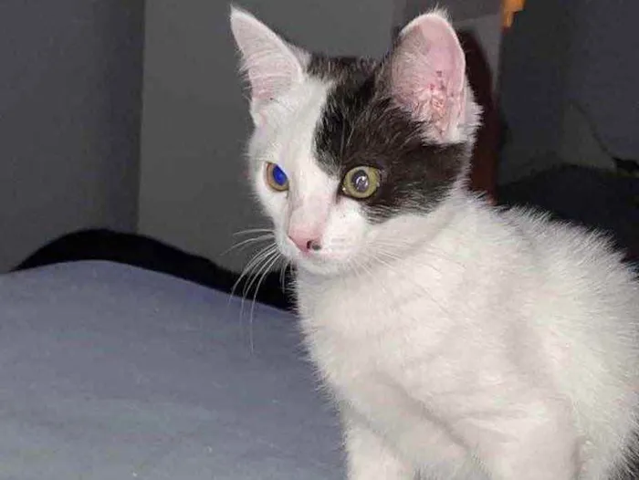 Gato ra a Sem raca idade 2 a 6 meses nome Sol