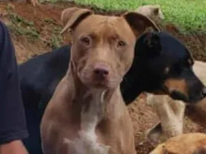 Cachorro raça Pit-Bull idade 2 anos nome Princesa