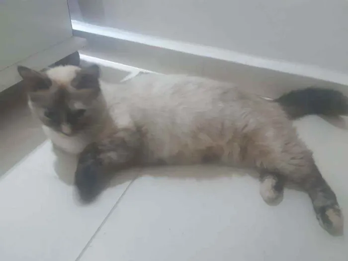 Gato ra a Sem raça definida idade 1 ano nome Kinder ovo