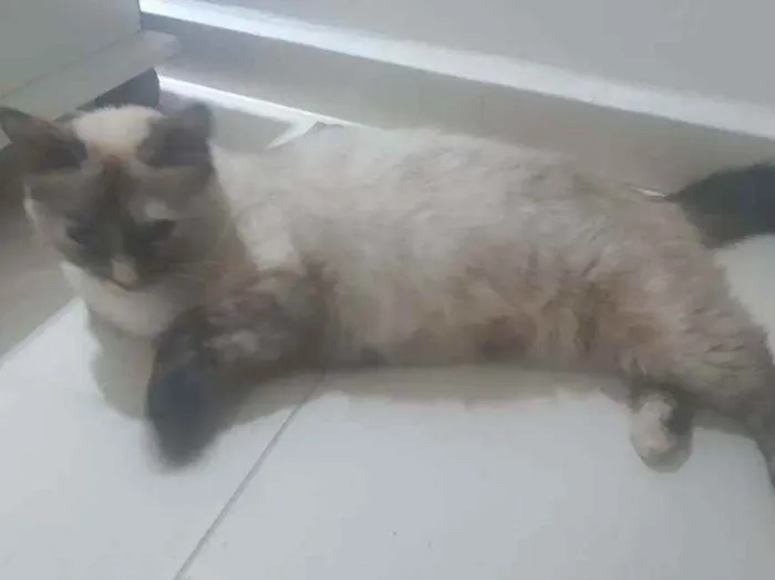 Gato ra a Sem raça definida idade 1 ano nome Kinder ovo