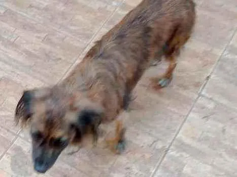 Cachorro ra a Vira Lata idade 5 anos nome Lili